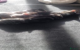 European cats for sale: Kitten ready to a new home - Image 2