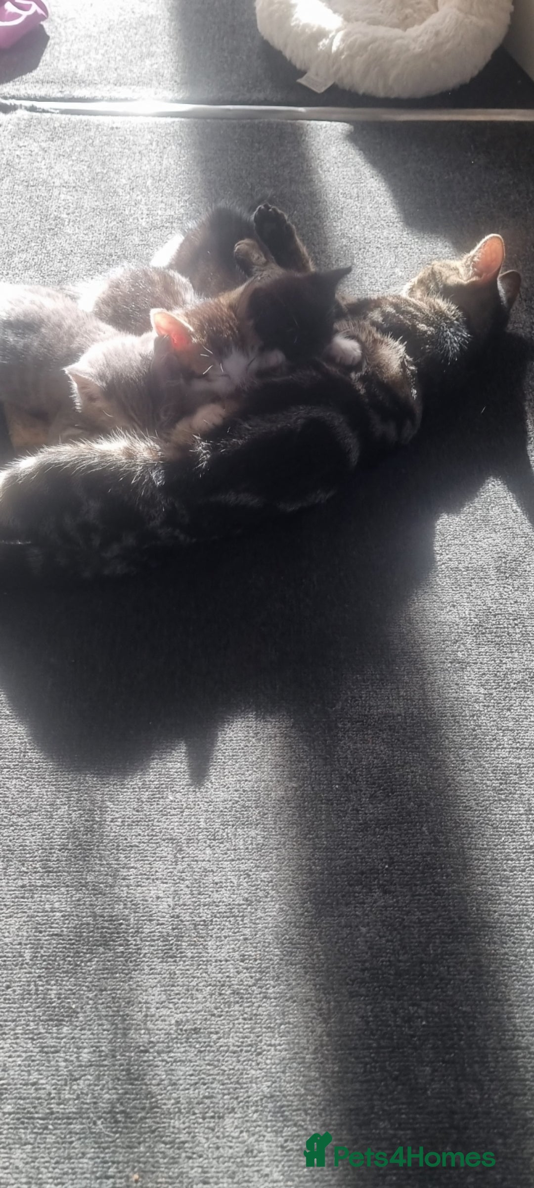European cats for sale: Kitten ready to a new home - Image 2