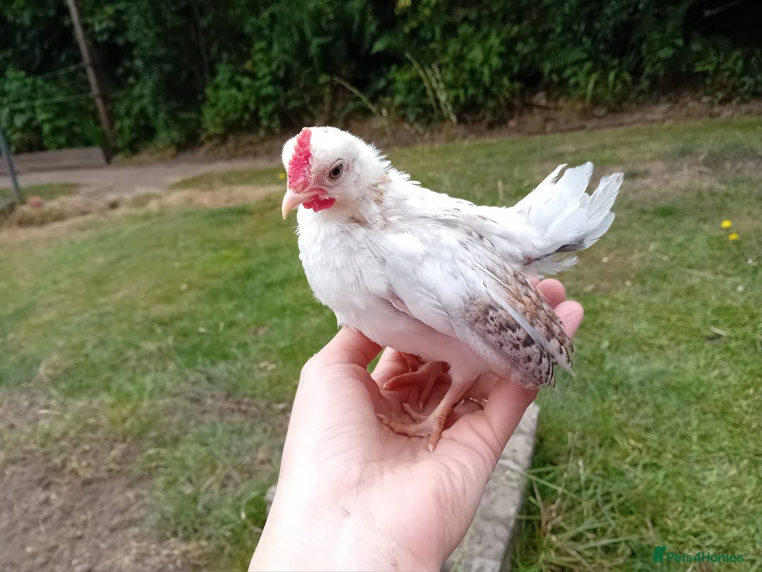Chickens poultry for sale: Beautiful Tame Serama Trio - Handled Daily - Image 14