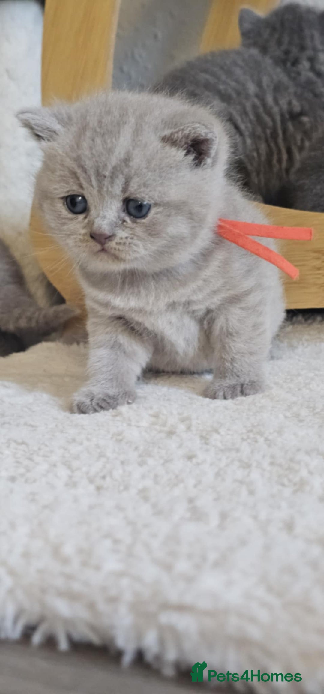 British Shorthair cats for sale: British Shorthair Kittens for Sale 🐾 - Advert 12