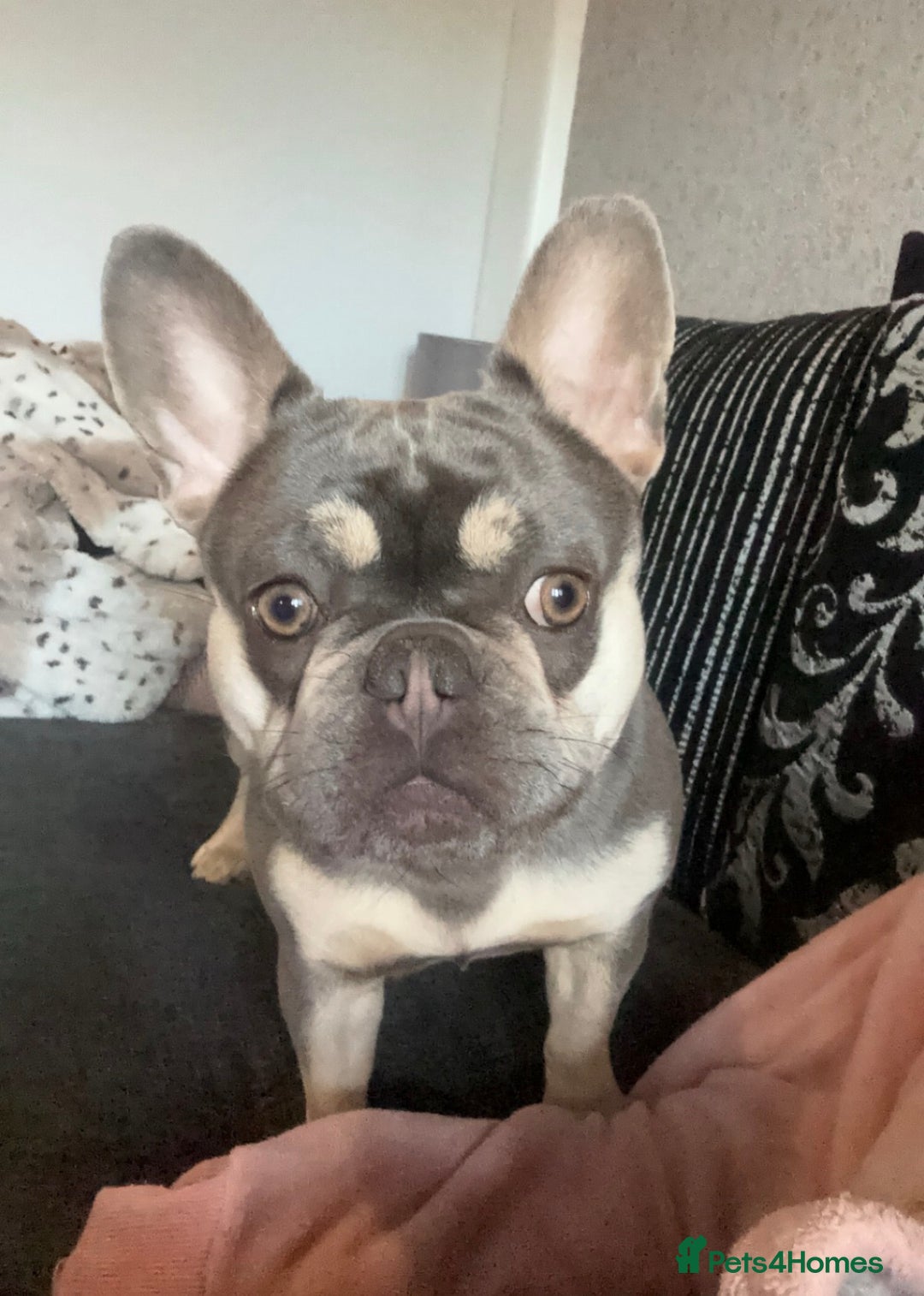 Mixed Breed dogs for sale: Frocker puppies - Advert 1