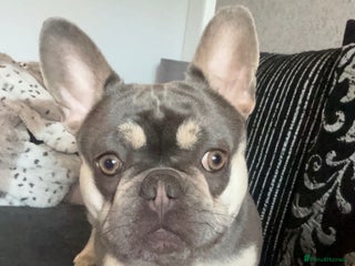 Mixed Breed dogs Frocker puppies - Advert 1