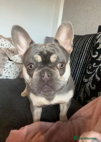 Mixed Breed dogs Frocker puppies - Advert 1