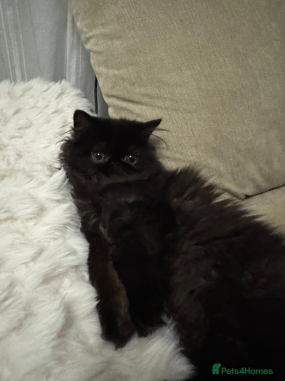 Persian cats for sale: ✨ Adorable 4-Month-Old Persian Kitten Available ✨ - Advert 3
