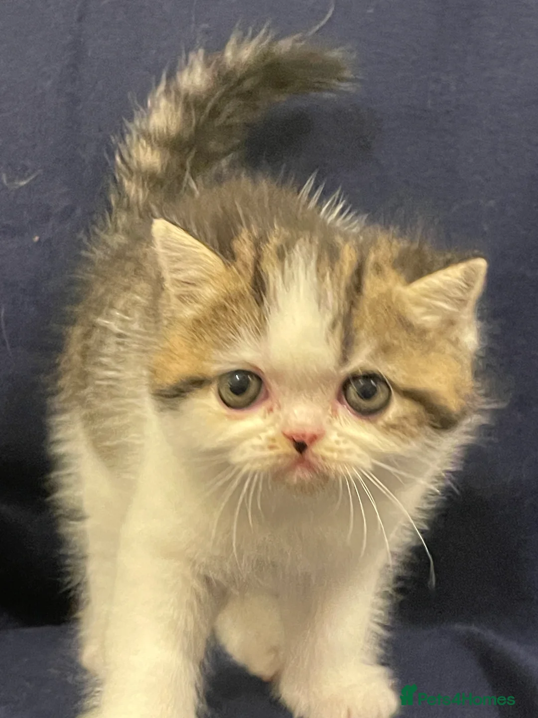Exotic cats for sale: Gorgeous GCCF registered Exotic Shorthair kittens - Advert 16