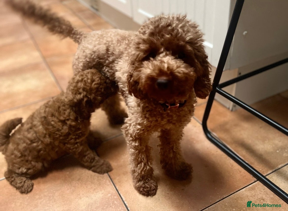 Toy Poodle dogs beautiful royal kennel club toy poodles  - Advert 2