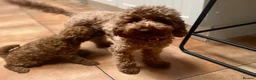 Toy Poodle dogs for sale: beautiful royal kennel club toy poodles  - Advert 1
