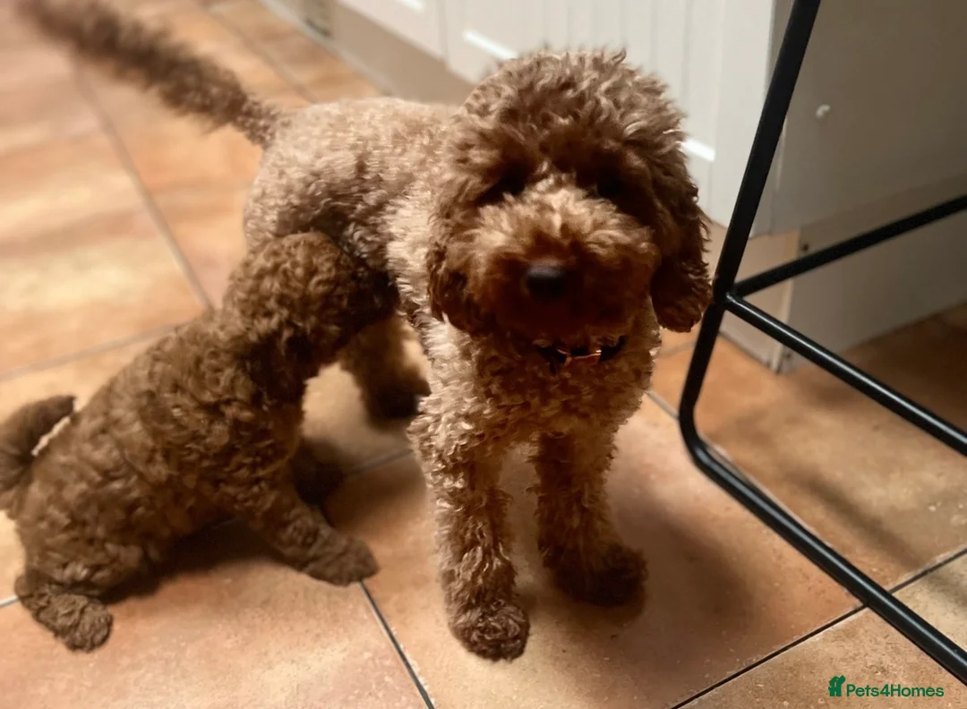 Toy Poodle dogs for sale: beautiful royal kennel club toy poodles  - Advert 1
