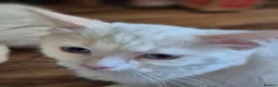 Ragdoll cats for sale: Beautiful blue eyed babies - Advert 5