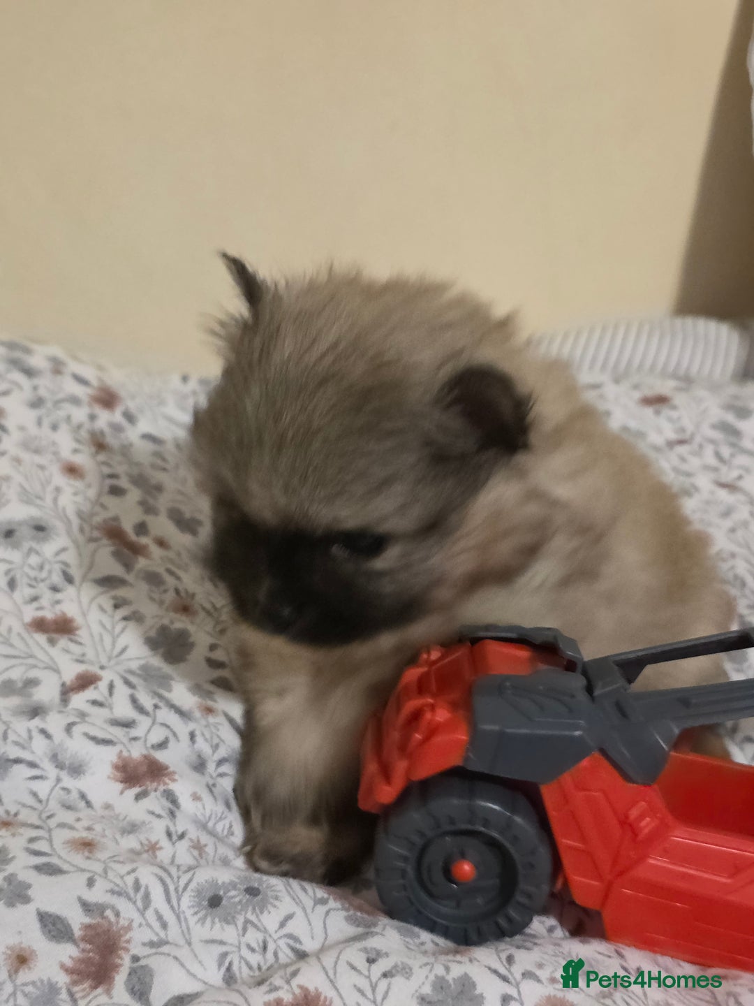 Pomeranian dogs for sale: Hello - Advert 20