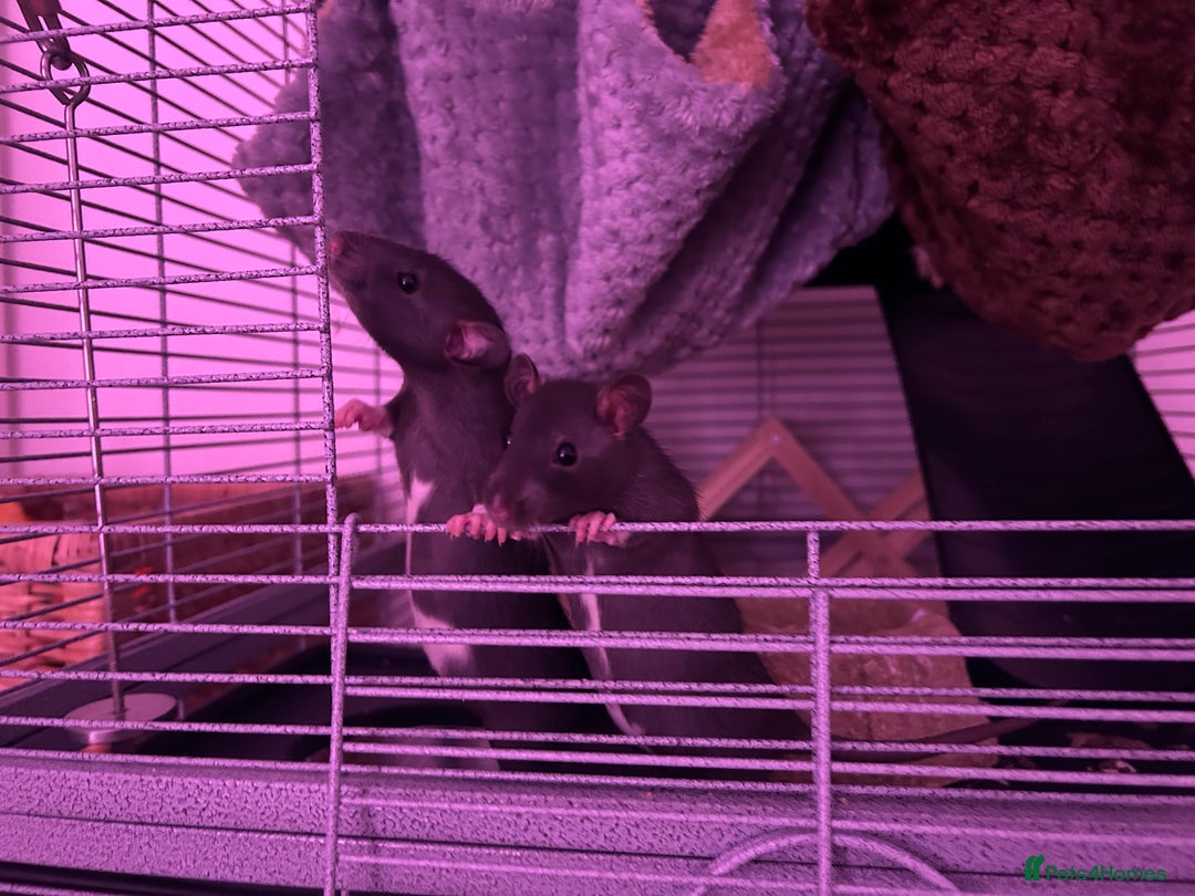 Rat rodents for sale: Baby girl rats - Advert 12