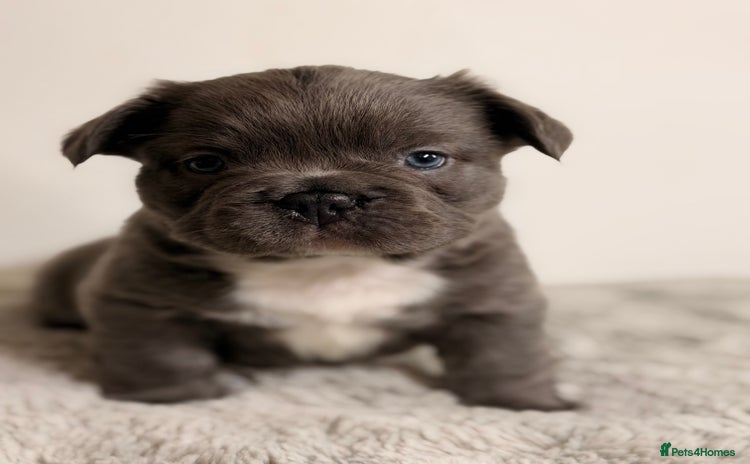French Bulldog dogs Full visual outstanding fluffy frenchies - Advert 1