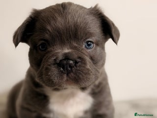 French Bulldog dogs Full visual outstanding fluffy frenchies - Advert 2