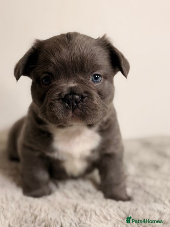 French Bulldog dogs Full visual outstanding fluffy frenchies - Advert 2