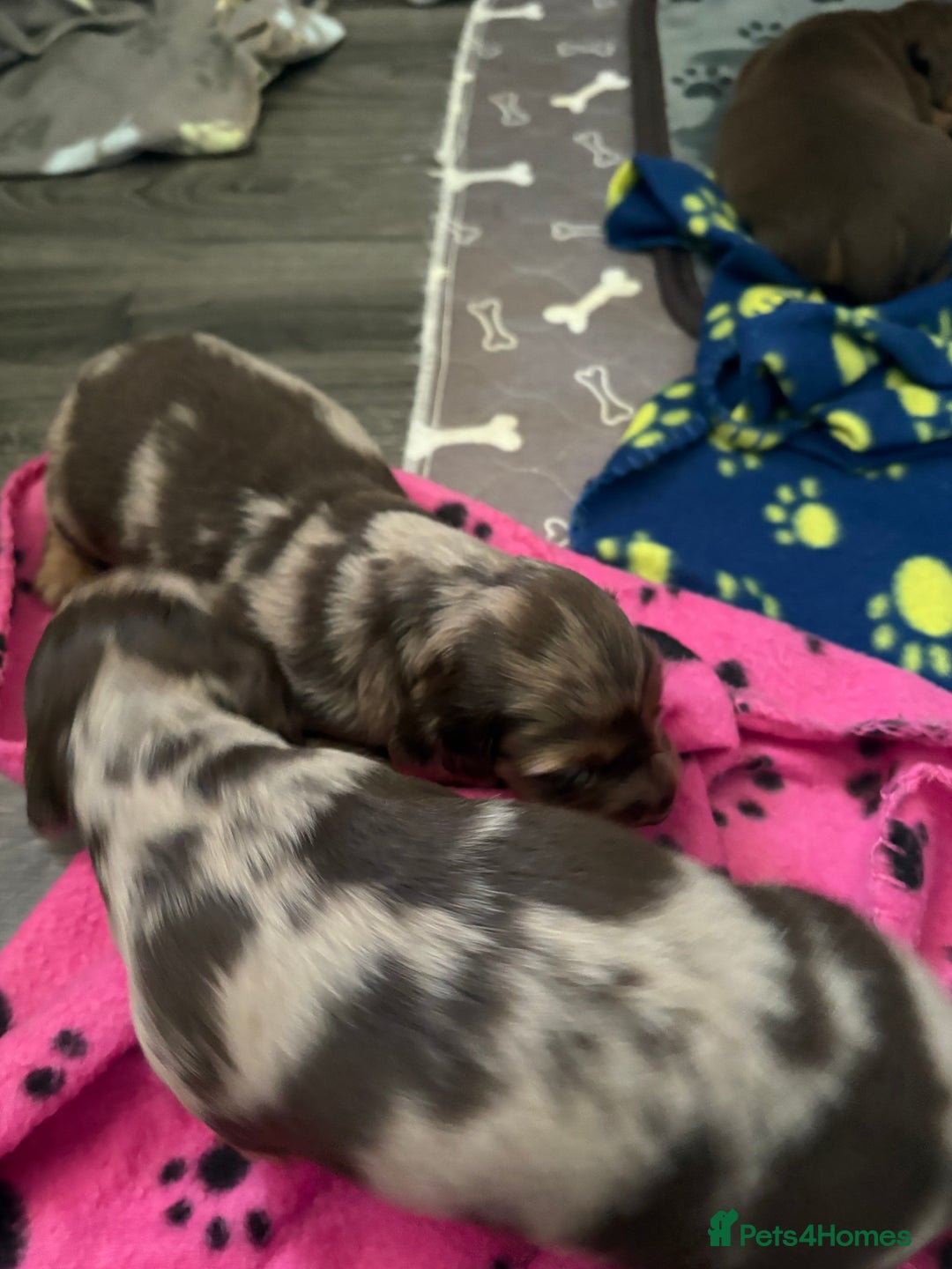Dachshund dogs for sale: Long haired  - Image 15