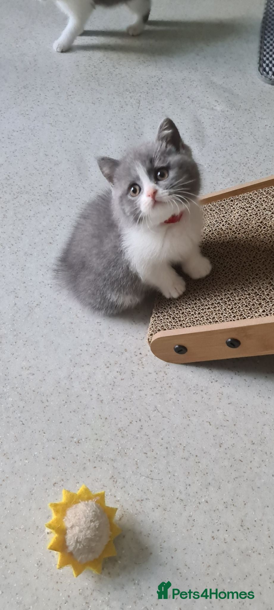 British Shorthair cats British Shorthair kittens  - Advert 1