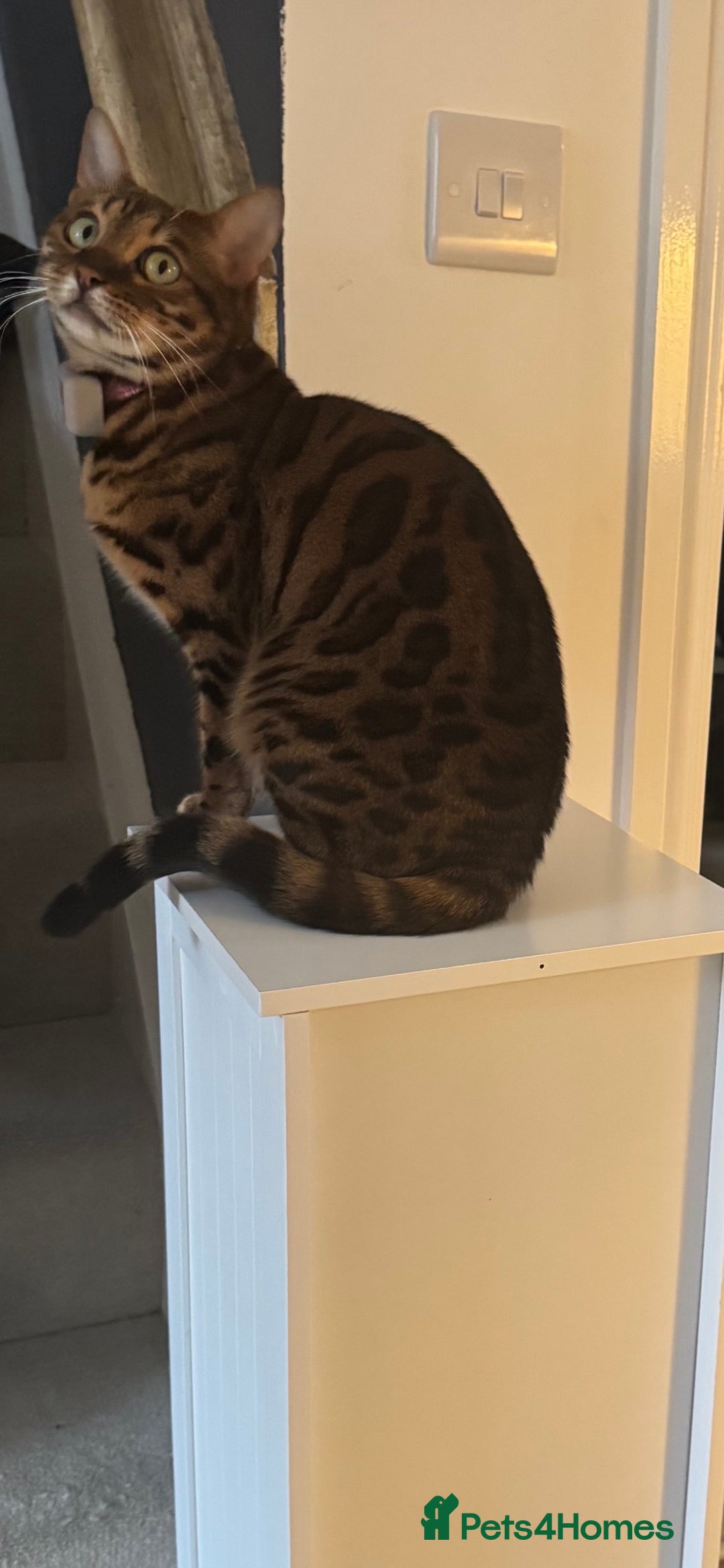 Bengal cats for sale: 2 Y/O bengal cat looking for a new home 😺 - Advert 3