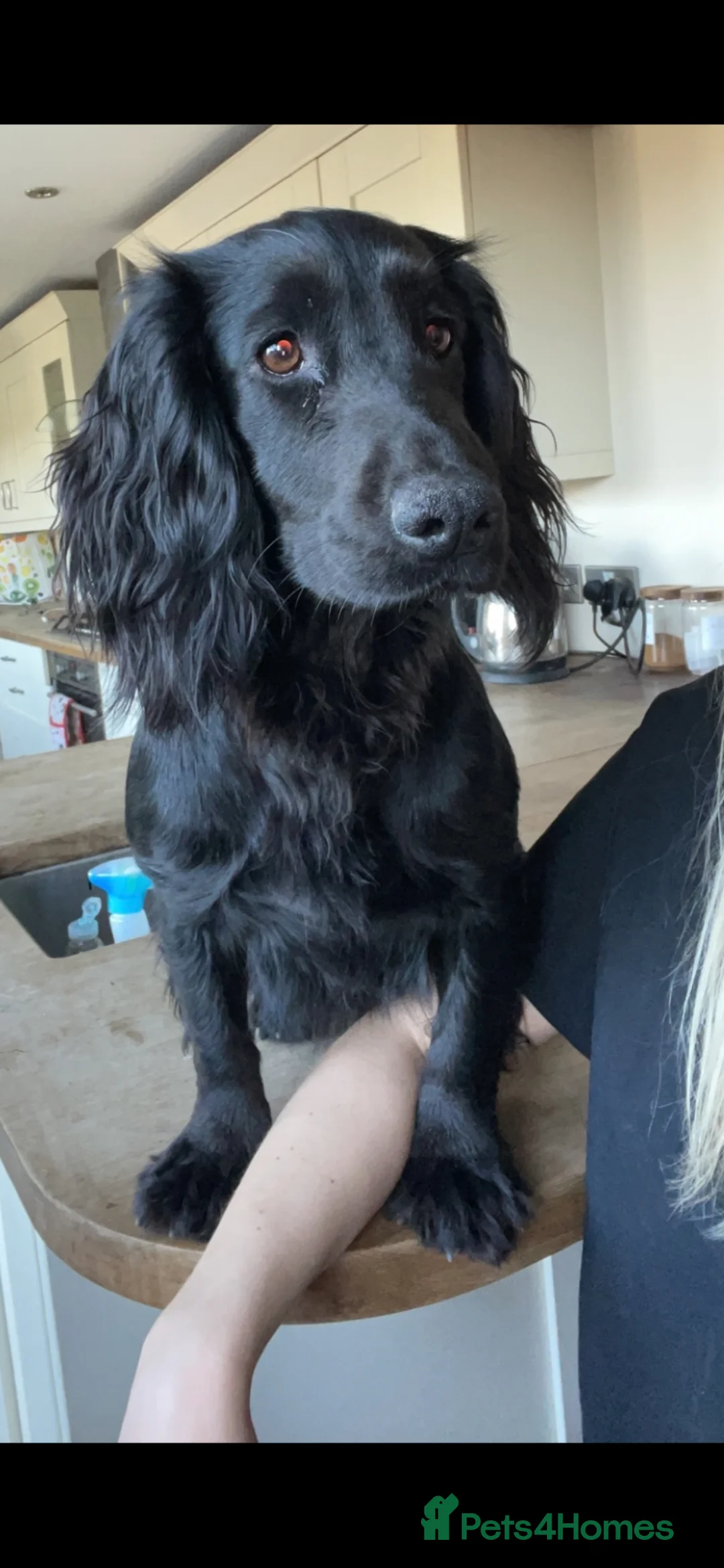 Cocker Spaniel dogs for sale: Top pedigree working cocker spaniel puppies! - Advert 16