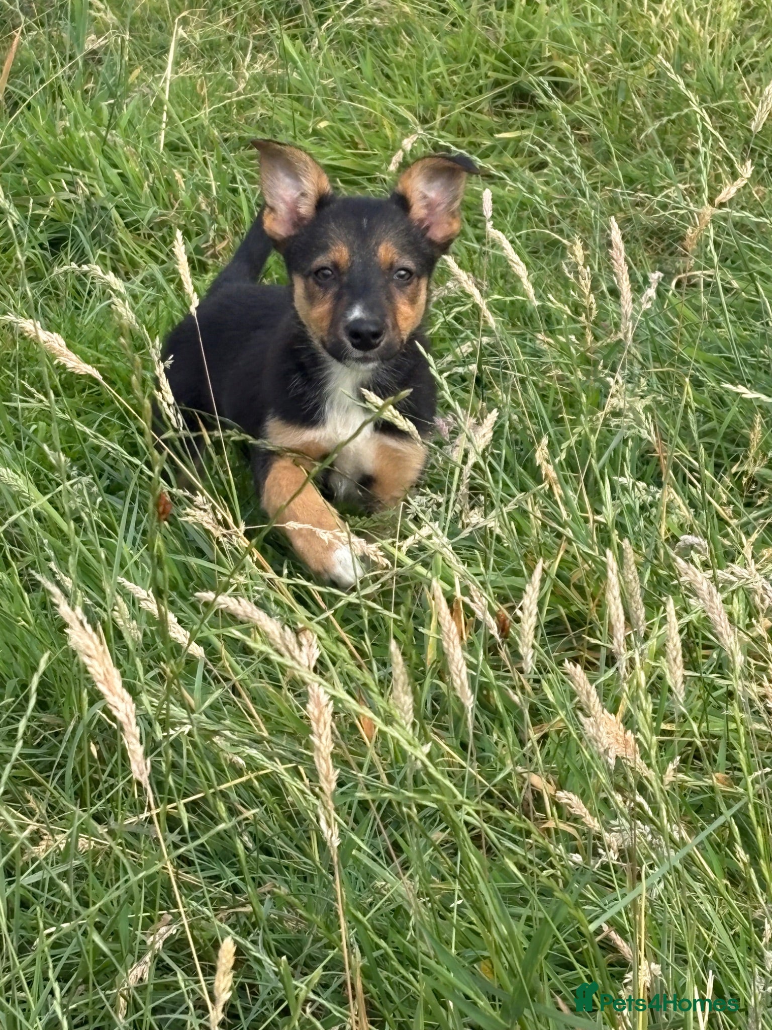 Mixed Breed dogs Lovely Border Collie x Kelpie Pups   - Advert 4