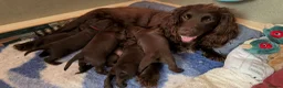 Sprocker dogs for sale: Sprocker Pups - Advert 4