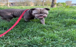 Dorset Olde Tyme Bulldogge dogs for stud: Rolo  - Image 8