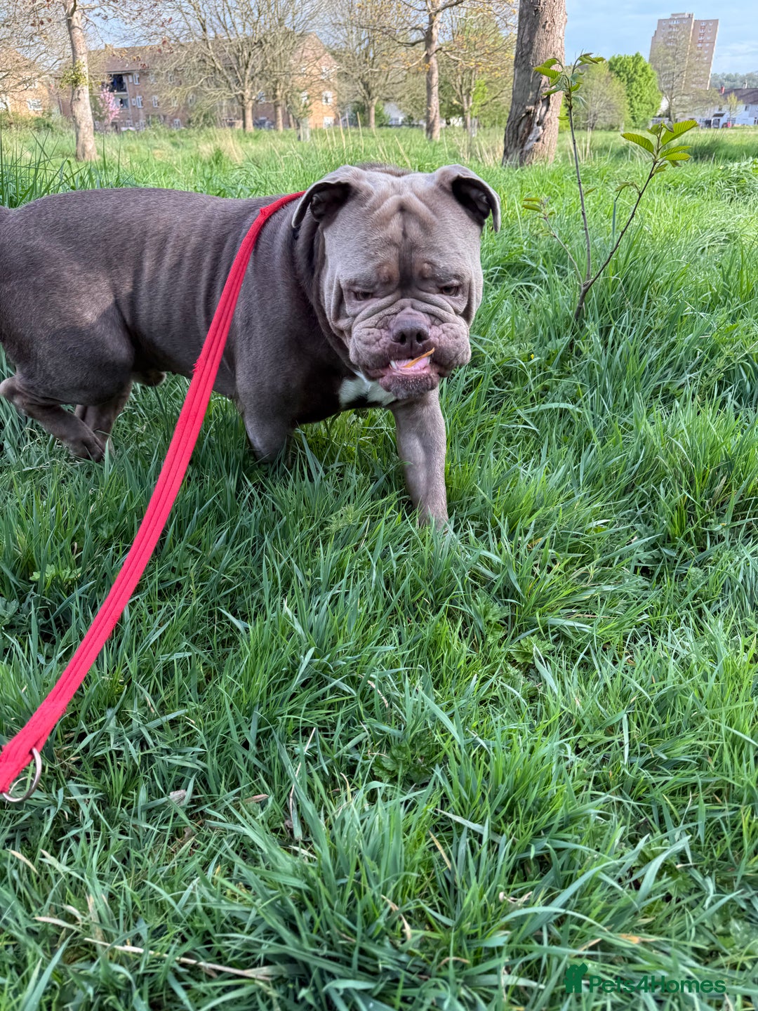 Dorset Olde Tyme Bulldogge dogs for stud: Rolo  - Image 8