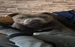 Staffordshire Bull Terrier dogs for sale: solid blues - Image 9