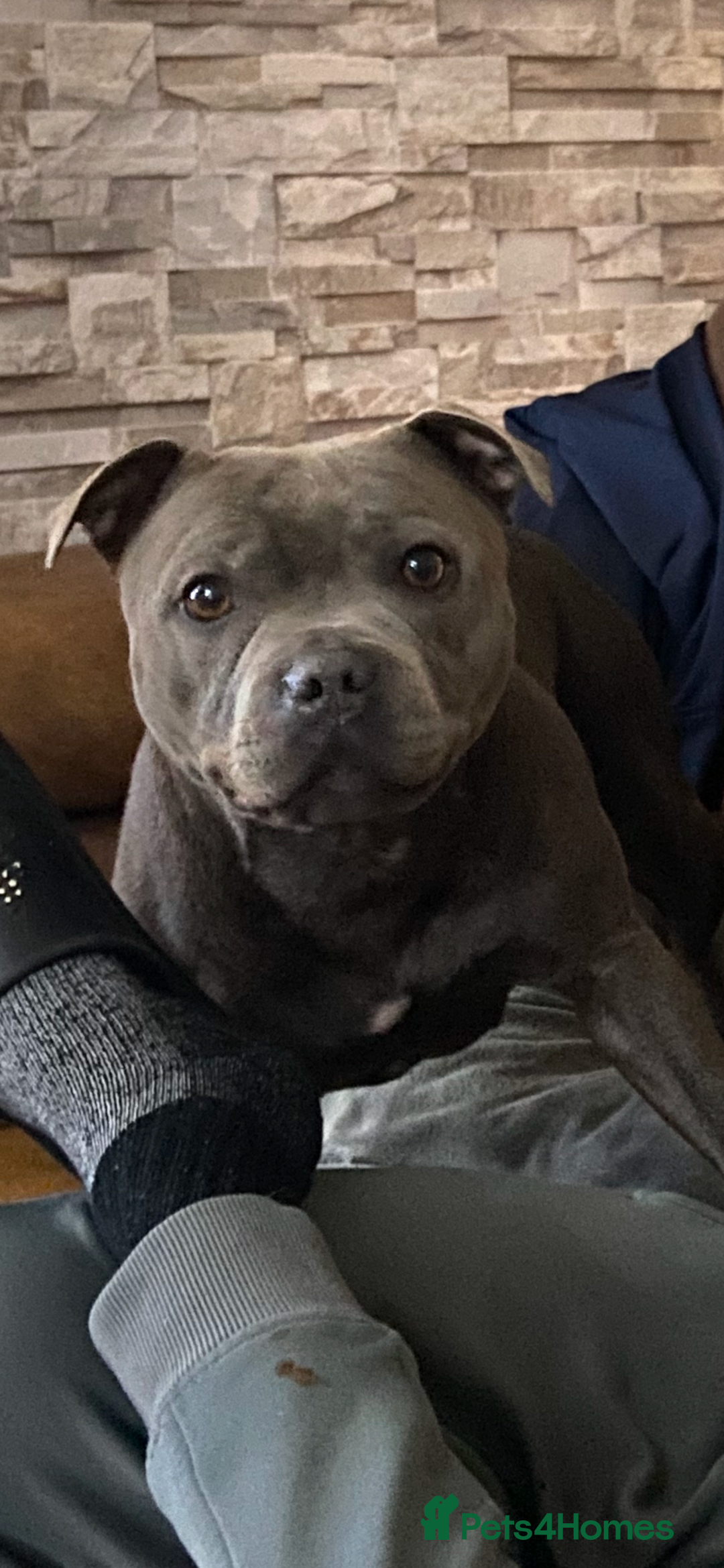 Staffordshire Bull Terrier dogs for sale: solid blues - Image 9