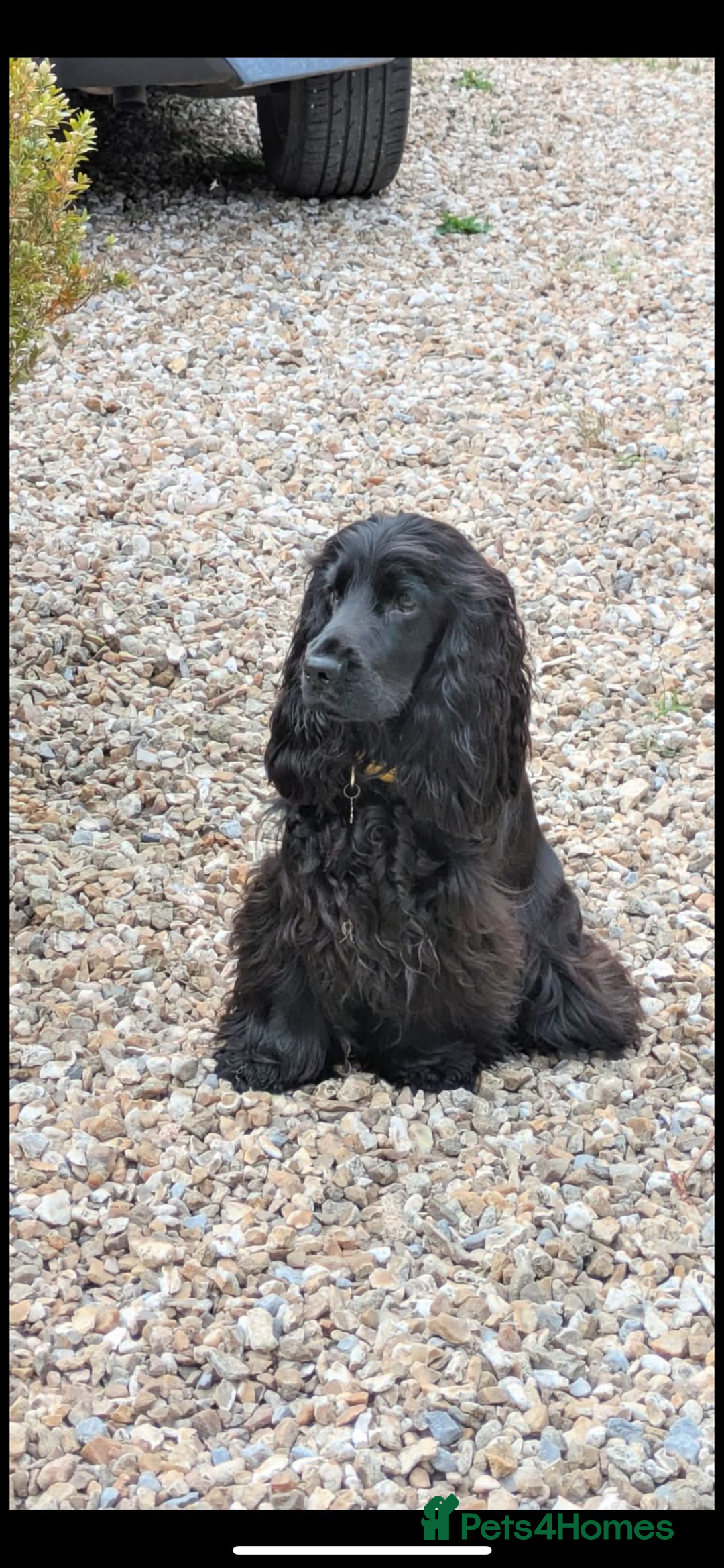 Cocker Spaniel dogs for sale: Show type cocker  spaniel “ Villaspaniol  ” kC reg - Image 11
