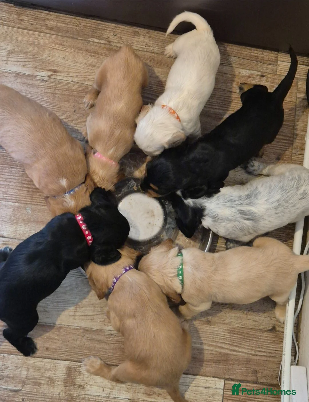 Cocker Spaniel dogs for sale: Beautiful litter of cocker spaniel puppies - Advert 14
