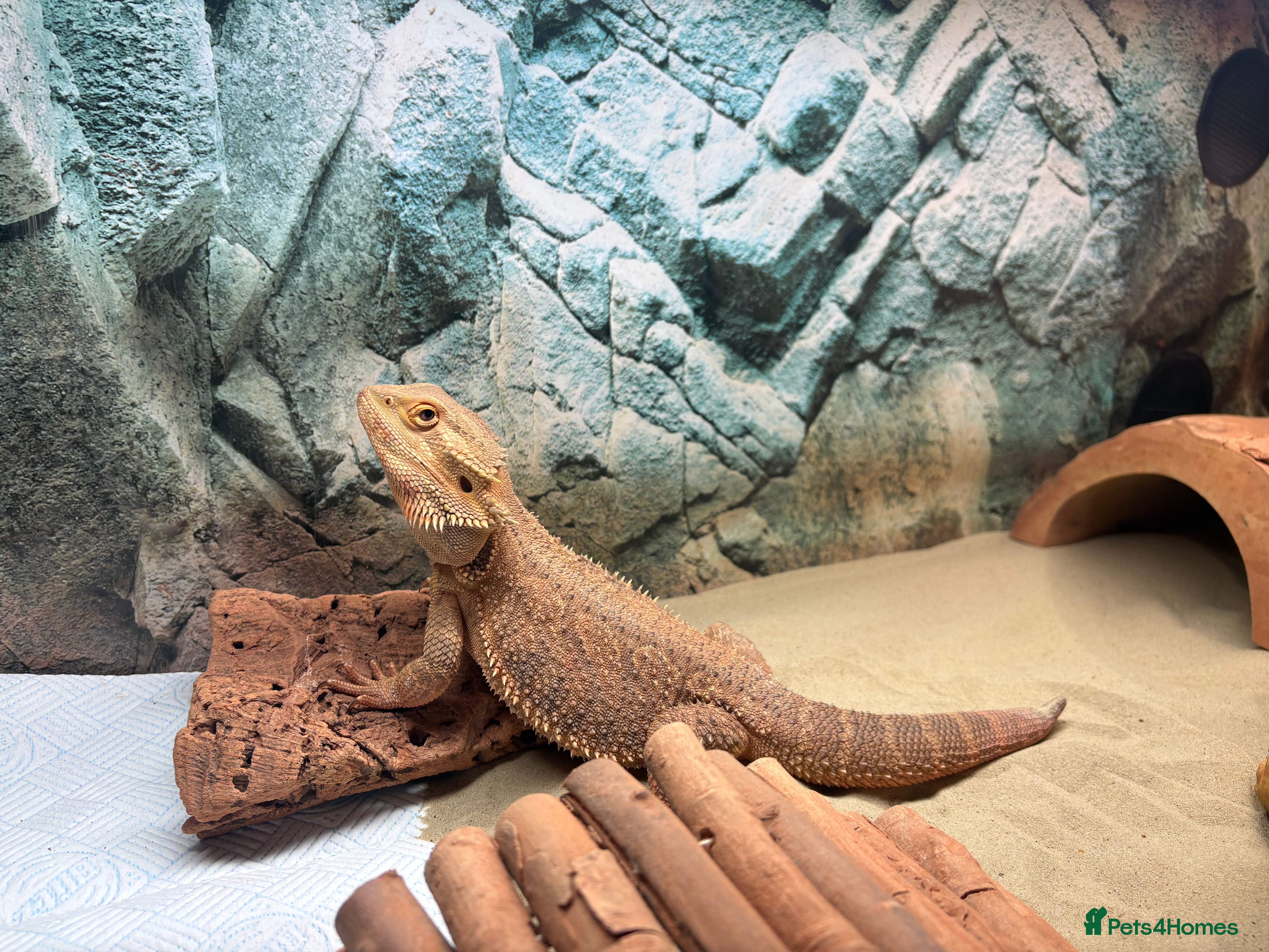 Bearded Dragon reptiles Male Bearded Dragon in Harwich - Advert 2