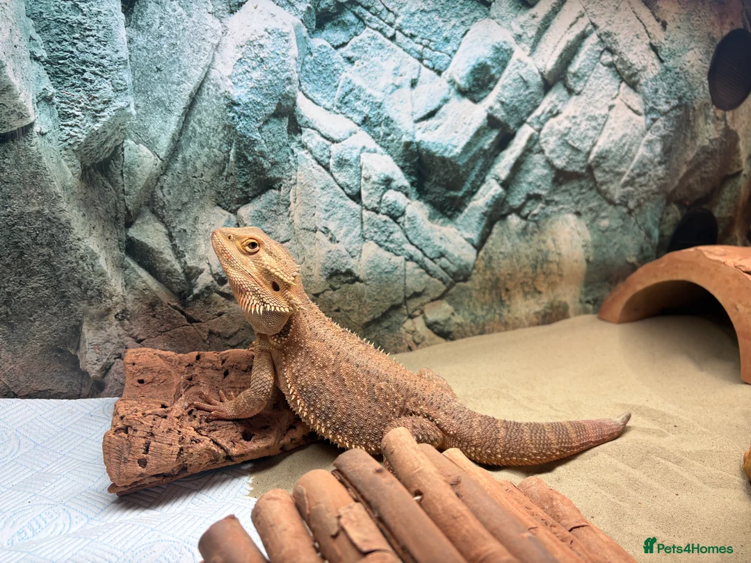 Bearded Dragon reptiles for sale: Male Bearded Dragon in Harwich - Advert 1