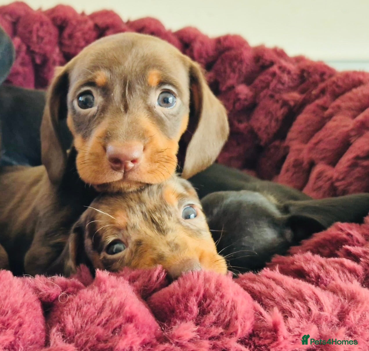 Miniature Dachshund dogs for sale: 🐶❤️Miniature Dachshund Puppies 🐶❤️ - Advert 15