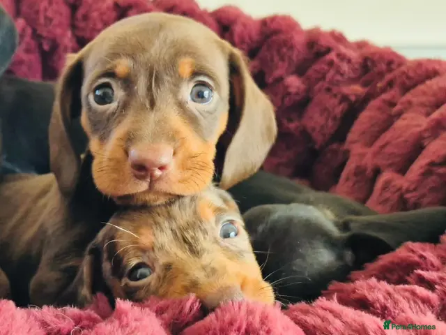 Miniature Dachshund dogs for sale: 🐶❤️Miniature Dachshund Puppies 🐶❤️ - Advert 15