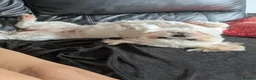Malshi dogs for sale: Bonnie in Preston - Advert 1