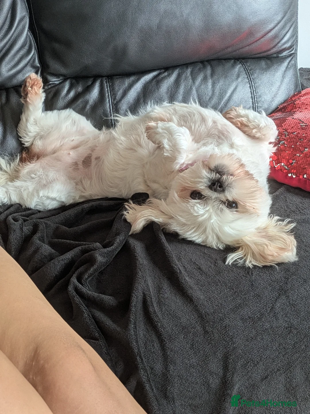 Malshi dogs for sale: Bonnie in Preston - Advert 1