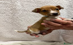 Jack Russell dogs for sale: 4 jack Russell puppies  - Advert 9