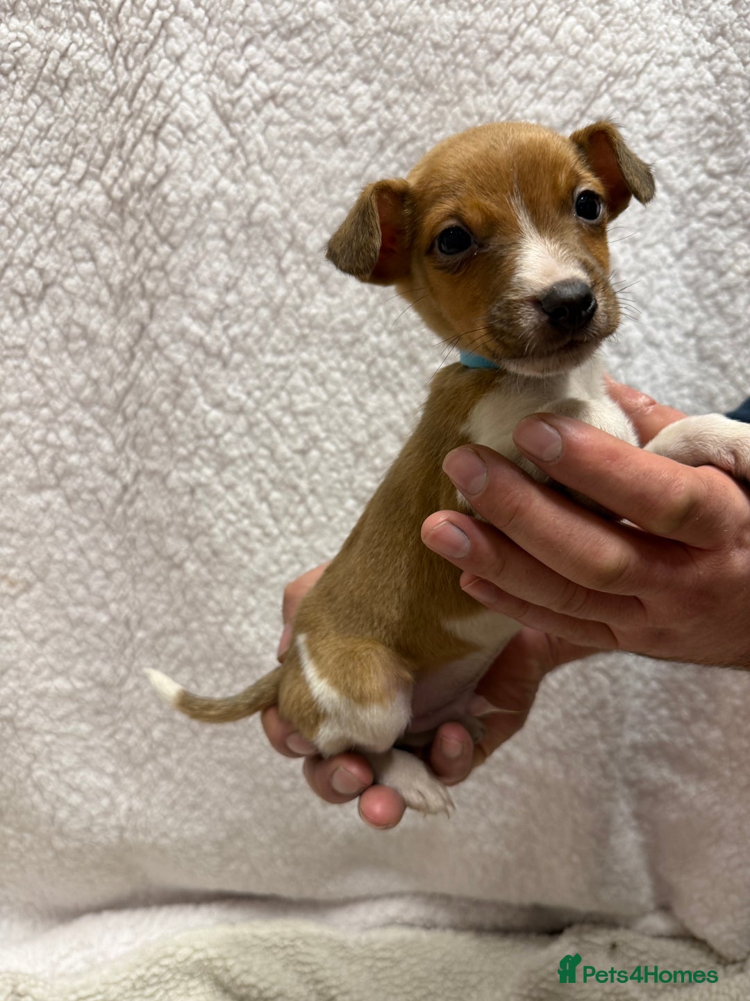 Jack Russell dogs for sale: 4 jack Russell puppies  - Advert 9