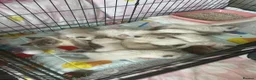 Ragdoll cats for sale: Magical dolls in Hinckley - Advert 6