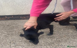 Mixed Breed dogs for adoption: Meet KATIA, a Gentle Little Girl for a Loving Home - Image 3