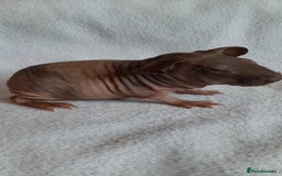 Guinea Pig rodents for sale: Skinny pigs. Various ages + prices. - Image 11