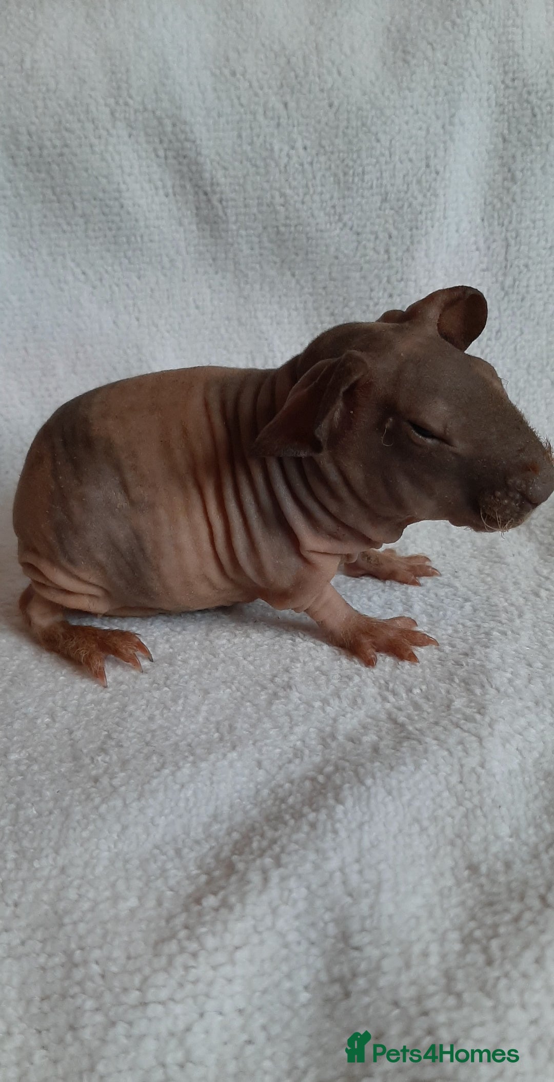 Guinea Pig rodents for sale: Skinny pigs. Various ages + prices. - Image 11