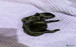 Shih Tzu dogs for sale: KC registered Shih Tzu puppies  - Image 9