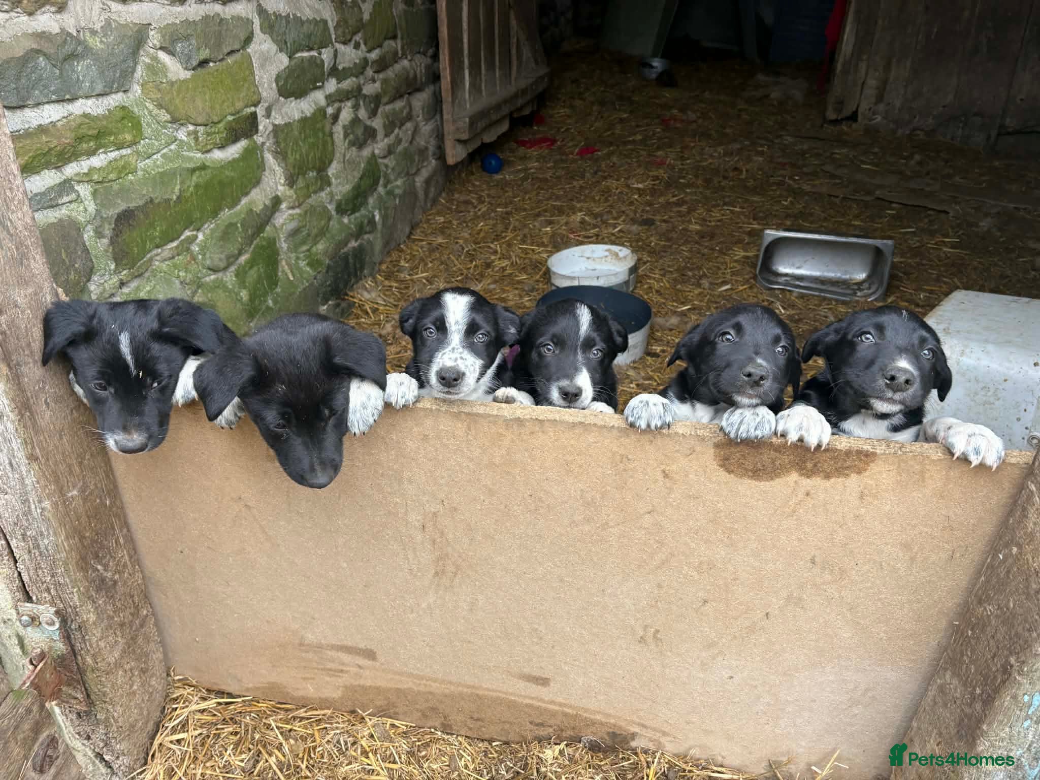 Mixed Breed dogs Welsh farm Collie X huntaway Pups - Advert 14