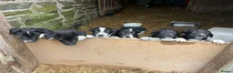 Mixed Breed dogs for sale: Welsh farm Collie X huntaway Pups in Llandrindod Wells - Advert 1