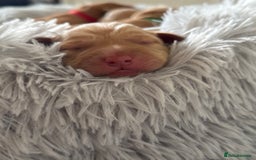 Labrador Retriever dogs for sale: Fox red labradors available now  - Advert 5