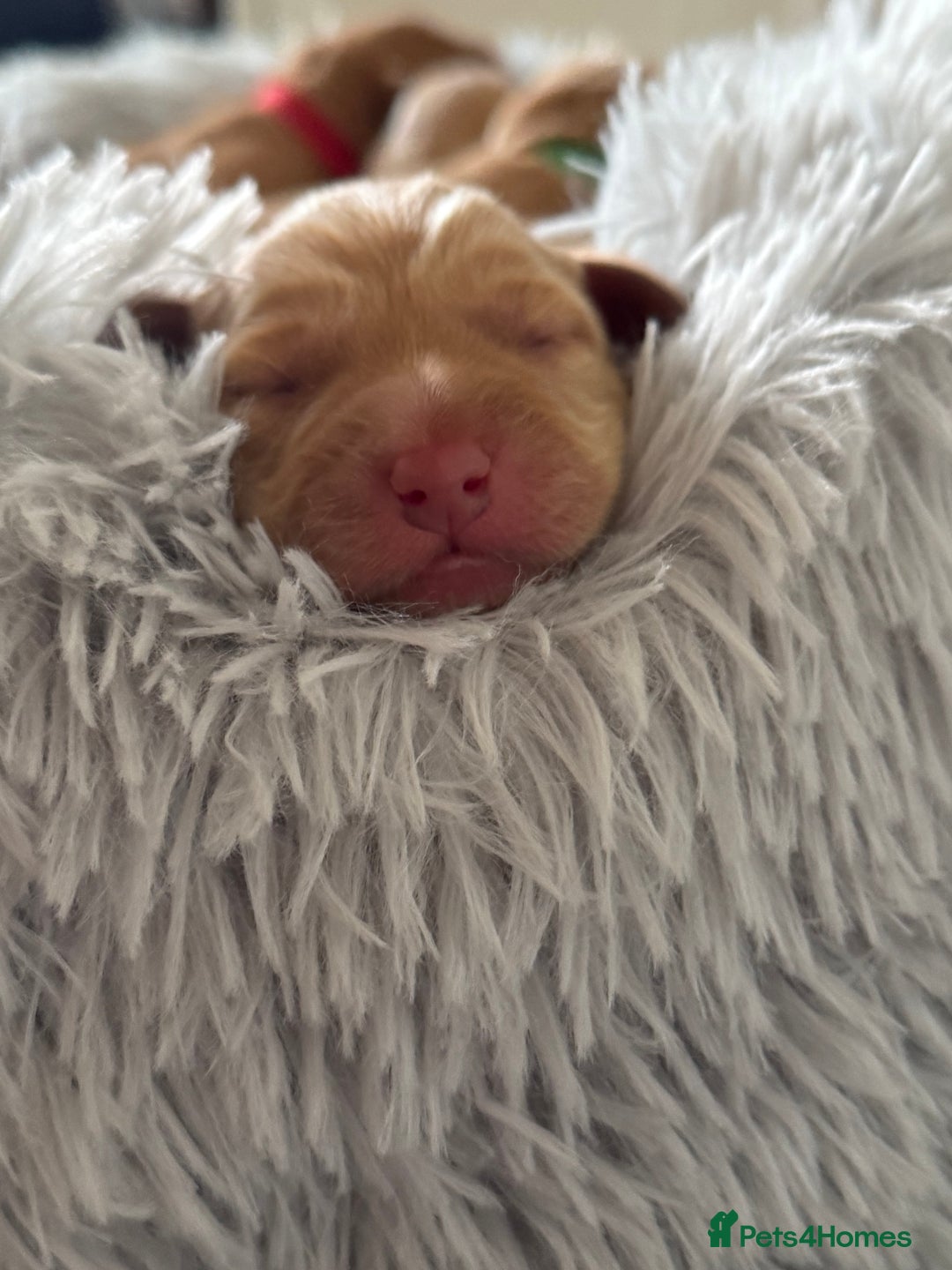 Labrador Retriever dogs for sale: Fox red labradors available now  - Advert 5