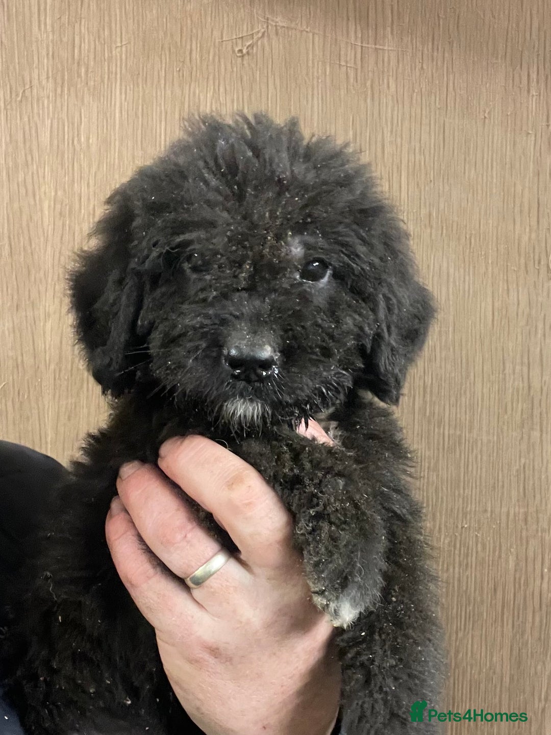 Mixed Breed dogs for sale: F1 St Berdoodle Pups  - Image 6