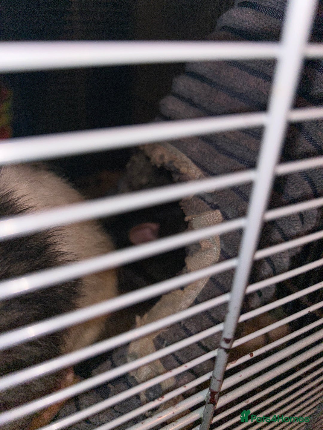 Rat rodents for sale: 5 x Friendly Male Rats - Advert 3