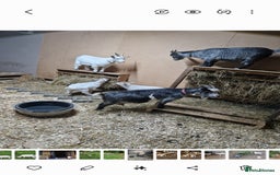 Goats livestock for sale: Dwarf Goats - Image 1
